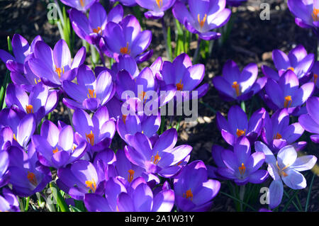 Bleu lavande/Crocus 'Grand Maître' Fleurs en croissance dans une frontière à RHS Garden Harlow Carr, Harrogate, Yorkshire. Angleterre, Royaume-Uni. Banque D'Images