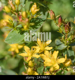 Fleurs jaune vif de Square-Stalked / Millepertuis Hypericum tetrapterum  = H. quadratum (septembre) poussant dans un sol humide. Lire d'autres notes. Banque D'Images