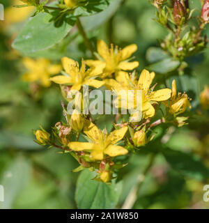 Fleurs jaune vif de Square-Stalked / Millepertuis Hypericum tetrapterum  = H. quadratum (septembre) poussant dans un sol humide. Lire d'autres notes. Banque D'Images