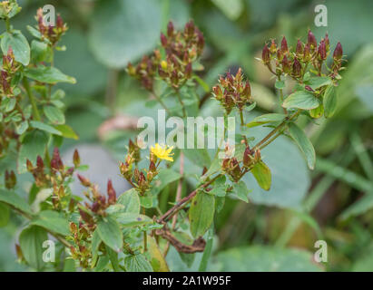 Fleurs jaune vif de Square-Stalked / Millepertuis Hypericum tetrapterum  = H. quadratum (septembre) poussant dans un sol humide. Lire d'autres notes. Banque D'Images