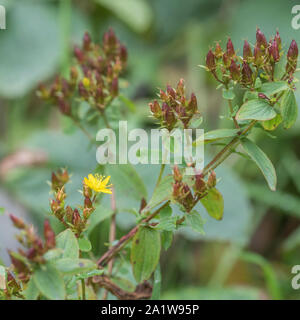 Fleurs jaune vif de Square-Stalked / Millepertuis Hypericum tetrapterum  = H. quadratum (septembre) poussant dans un sol humide. Lire d'autres notes. Banque D'Images