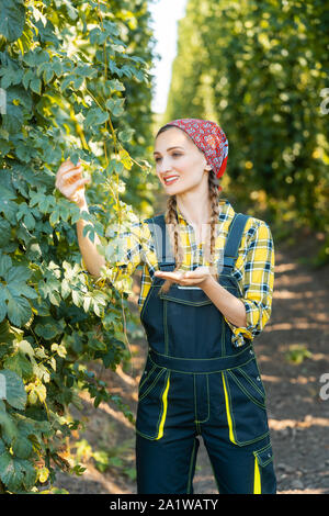 Femme d'agriculteurs de s'assurer de la qualité de cette années, la récolte du houblon Banque D'Images