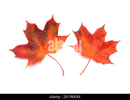 Deux feuilles d'érable rouge, l'automne Feuille d'érable isolé sur fond blanc, Vue du dessus Banque D'Images