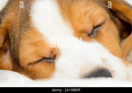 Couchage chiot Beagle Banque D'Images