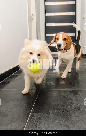 Chase Running chiens beagle après spitz allemand avec une balle Banque D'Images