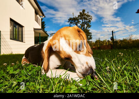 Chien Beagle de mâcher de la traiter à l'extérieur sur une herbe dans le jardin pureb Banque D'Images