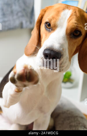 Donne chien beagle paw Banque D'Images