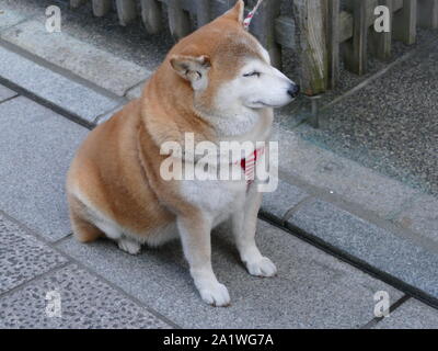 Japanese Shiba Inu Chien Banque D'Images