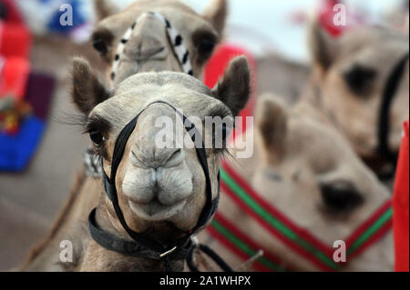 Al Ahmadi, le Koweït. 28 Sep, 2019. Les chameaux d'attendre à participer à une course dans le gouvernorat d'Al Ahmadi, le Koweït, le 22 sept., 201928. Course de chameaux amour koweïtiens, qui est un événement sportif très populaire au Koweït. Credit : Ghazy Qaffaf/Xinhua/Alamy Live News Banque D'Images