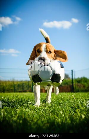 Race beagle chien courir avec un ballon de football à l'extérieur du parc vers la caméra de l'été journée ensoleillée sur l'herbe verte Banque D'Images