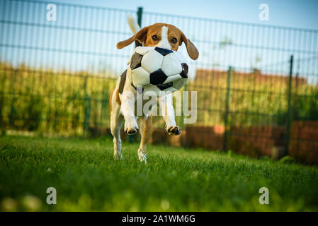 Race beagle chien courir avec un ballon de football à l'extérieur du parc vers la caméra de l'été journée ensoleillée sur l'herbe verte Banque D'Images