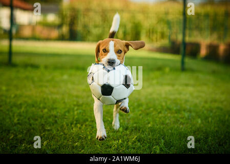 Race beagle chien courir avec un ballon de football à l'extérieur du parc vers la caméra de l'été journée ensoleillée sur l'herbe verte Banque D'Images