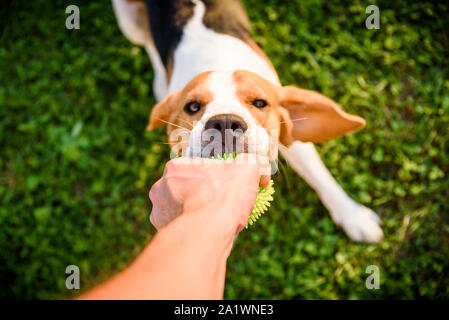 Remorqueur de la guerre avec chien beagle sur une journée ensoleillée en herbe Banque D'Images