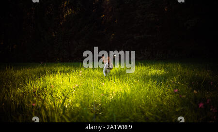 Chien Beagle s'amusant en marche vers la caméra avec la langue vers l'appareil photo en journée d'été sur meadow field Banque D'Images