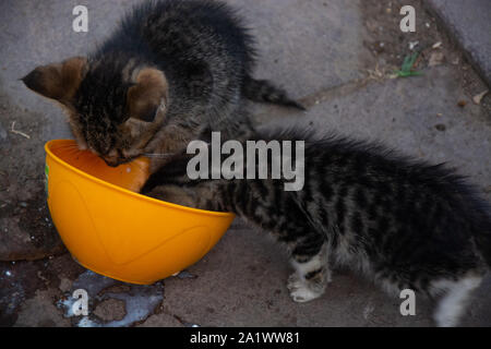 Dvd chatons dans le parc à Antalya,Turquie Banque D'Images