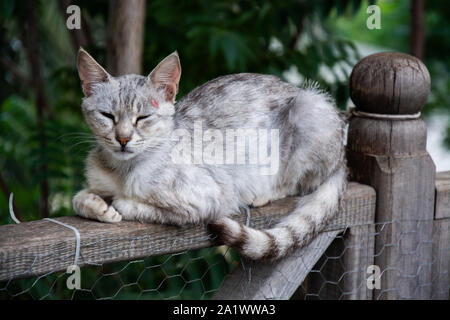 Dvd chatons dans le parc à Antalya,Turquie Banque D'Images