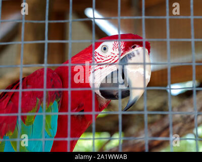 Rouge en cage et vert Macaw (Ara chloropterus), également connu sous le nom de l'Ara à ailes vertes. Les jardins botaniques du sud du Texas. Corpus Christi, Texas USA. Banque D'Images