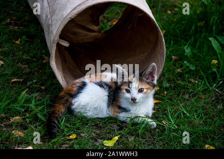 Dvd chatons dans le parc à Antalya,Turquie Banque D'Images