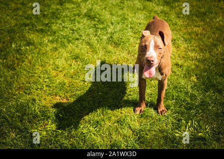 Jeune American Staffordshire pitbull chien en journée d'été Banque D'Images