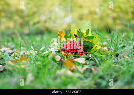 Nature morte avec fleurs jaune et orange rowan sorbus en couleurs d'automne Banque D'Images