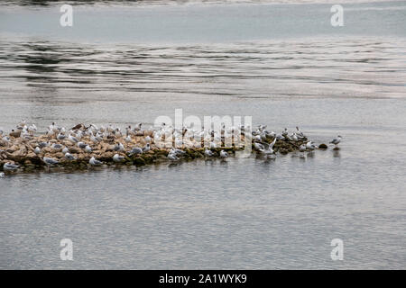 La mer de groupe mews près du lac Banque D'Images