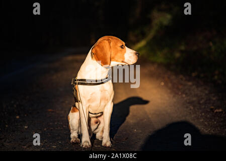 Chien beagle se dresse sur le chemin forestier à gauche portrait j Banque D'Images