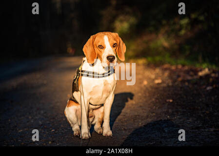 Chien beagle se dresse sur le chemin forestier à gauche portrait j Banque D'Images