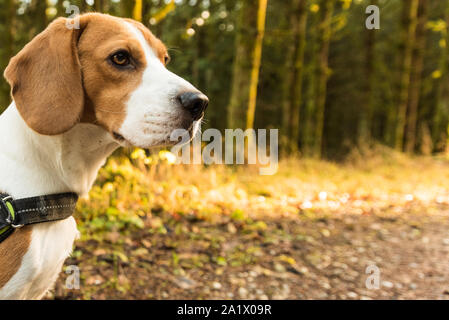 Chien beagle se dresse sur le chemin dans la forêt à gauche du portrait Banque D'Images