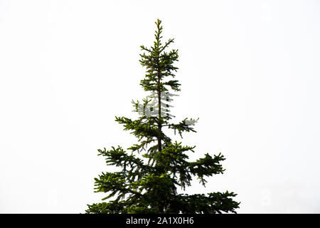 Arbre de pin ponderosa isolé sur fond blanc Banque D'Images