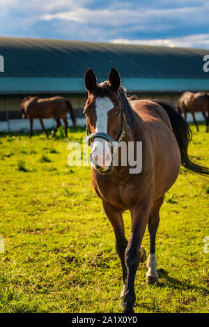 Beau cheval paissant dans les pâturages luxuriants de soleil d'été en plein air en marche vers la caméra. Les chevaux en arrière-plan Banque D'Images