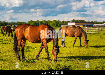 Trois beaux chevaux au pâturage pâturage ensoleillé verdoyant à l'extérieur l'été sur champ vert Banque D'Images