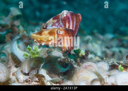 Broadclub [seiche Sepia Latimanus] paire. La Papouasie occidentale, en Indonésie. Indo-ouest pacifique. Banque D'Images