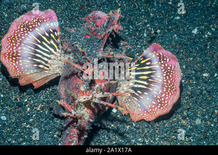 Devilfish ou Stinger [Inimicus didactylus]. Détroit de Lembeh, au nord de Sulawesi, Indonésie. Banque D'Images