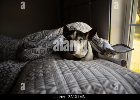 Jouet Ancien Fox Terrier reposant sur un lit. Banque D'Images