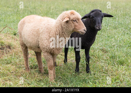 Mouton noir et blanc sur un pré Banque D'Images