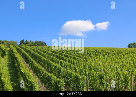 Ciel bleu avec des nuages au-dessus de vigne unique en Allemagne Banque D'Images