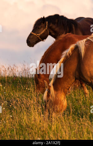 Beaux chevaux paître dans les pâturages luxuriants de l'extérieur l'été sur champ vert Banque D'Images