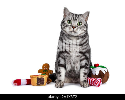 Beau British Shorthair chat assis, assis entre les friandises de Noël. À tout droit à l'appareil photo avec les yeux verts. Isolé sur blanc backgroun Banque D'Images