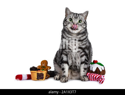 Beau British Shorthair cat sitting, assise entre des bonbons de Noël. À tout droit à l'appareil photo avec les yeux verts. Isolé sur fond blanc Banque D'Images