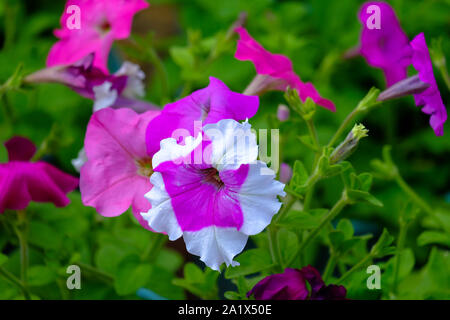 Close up de belle fleur pétunia avec soft focus sélectif et de feuilles fond flou. Image libre de droit stock de haute qualité de fleur. Banque D'Images