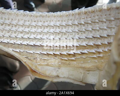 Close-up de la sauvegarde des rangées et des rangées de dents qui un requin a dans sa mâchoire inférieure à la baisse la rangée de dents de devant. Banque D'Images