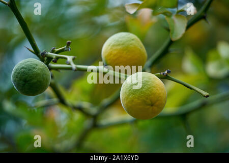 L'orange amère chinois maturation oranges Poncirus trifoliata Banque D'Images