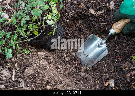 Gardener préparer le sol afin d'insérer une nouvelle plante. Banque D'Images