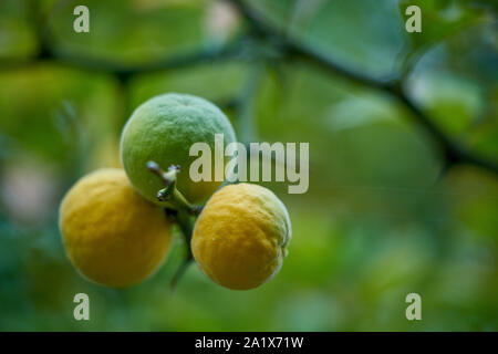 L'orange amère chinois maturation oranges Poncirus trifoliata Banque D'Images