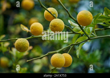 L'orange amère chinois maturation oranges Poncirus trifoliata Banque D'Images