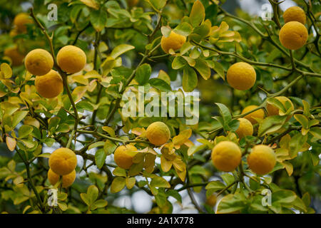 L'orange amère chinois maturation oranges Poncirus trifoliata Banque D'Images