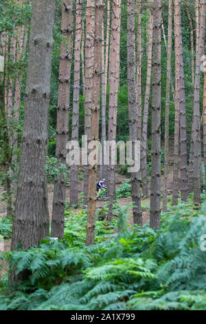 Teenage boy leaping autour sur un vélo de montagne sur Kinver Edge piste en forêt entouré de grands pins. Banque D'Images