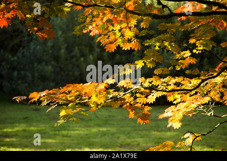 La couleur de la feuille à Westonbirt Arboretum en automne Banque D'Images