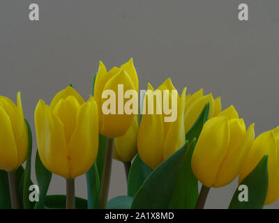 Bouquet de tulipes jaunes close up Banque D'Images