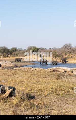 Les éléphants dans le Parc National Kruger, Afrique du Sud Banque D'Images